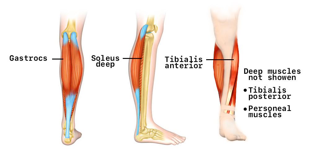 Common Trigger Points in Calf Muscles
