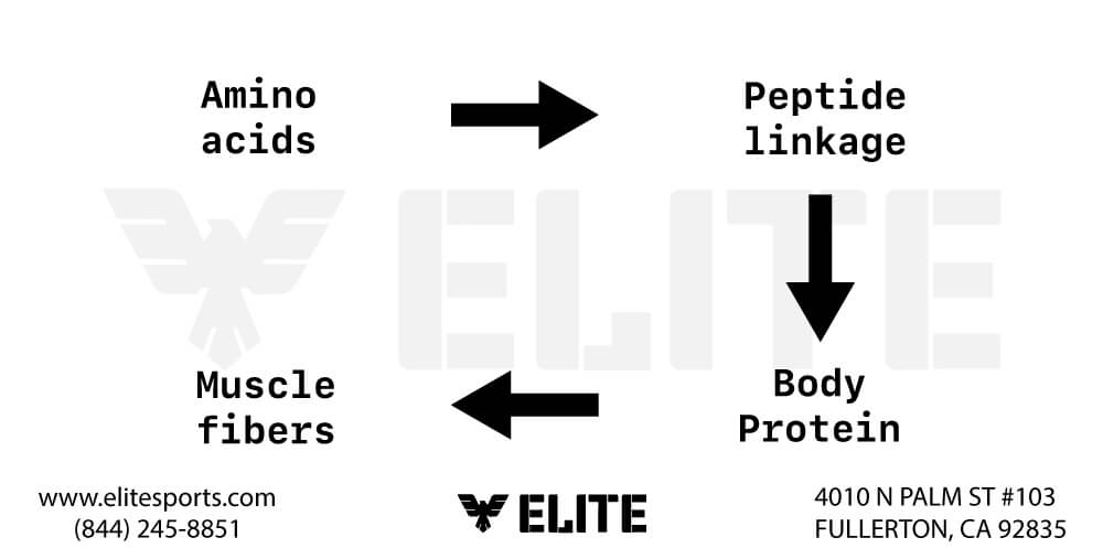 How do proteins build muscles for BJJ?