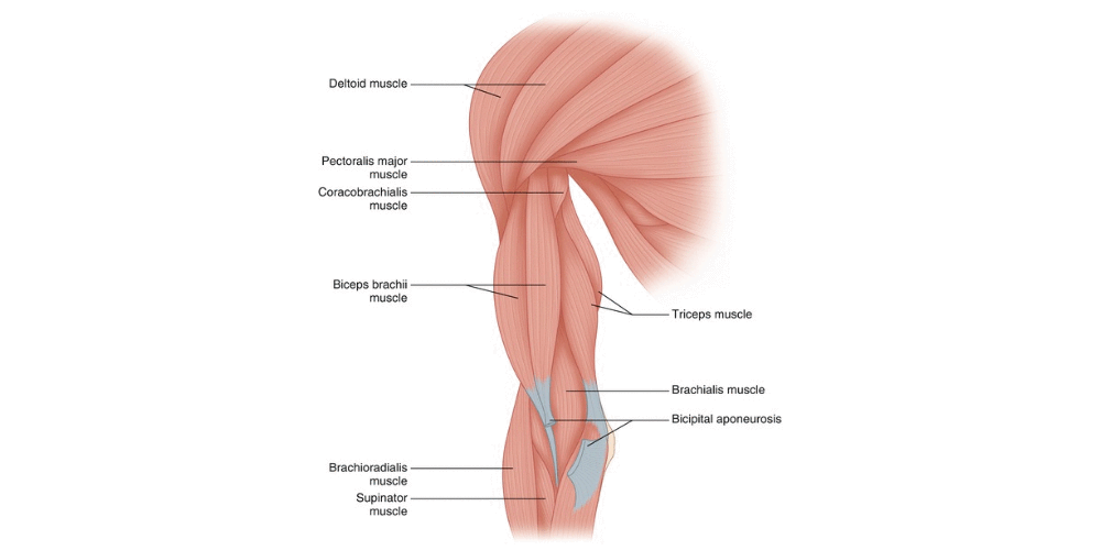 Types of Bicep Strains