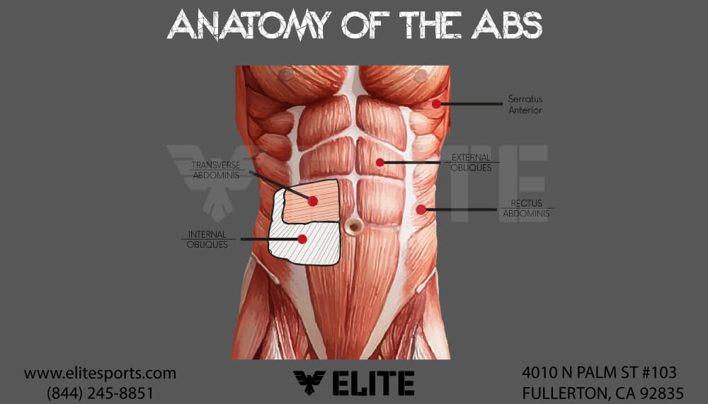 Understanding The Core Anatomy