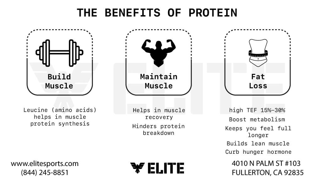 Why is protein important in BJJ muscle building?