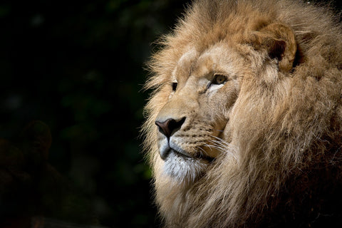 coupe d'afrique