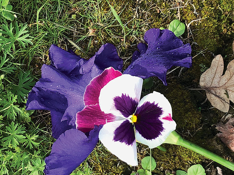 purple flower flies fishing