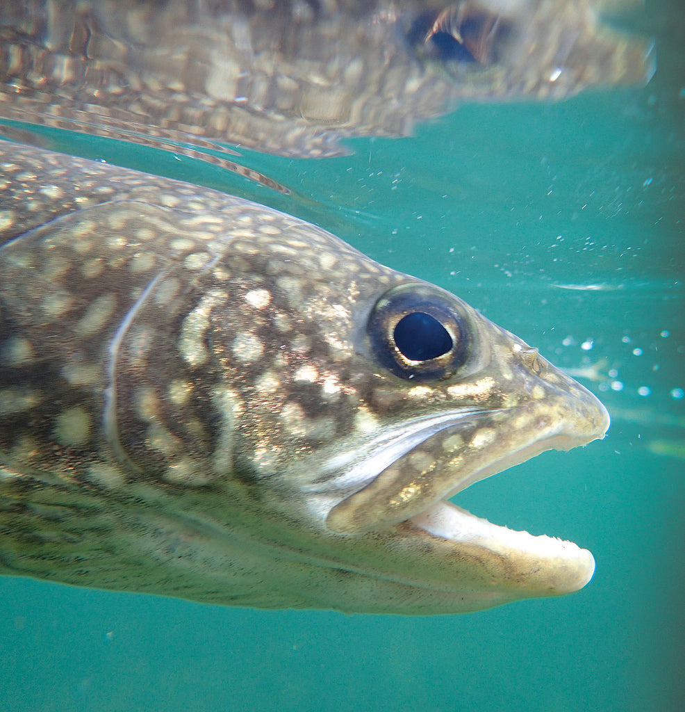 lake trout fishing 