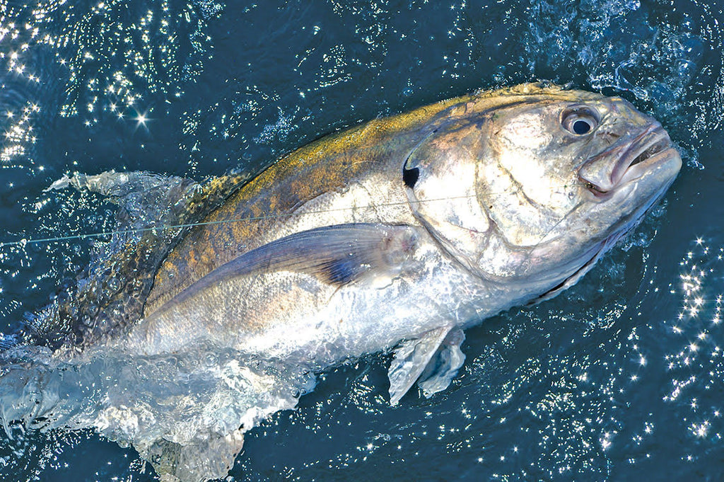 The How, Where, and Why of Fishing for Yellowfin Tuna - Anglers Journal - A  Fishing Life