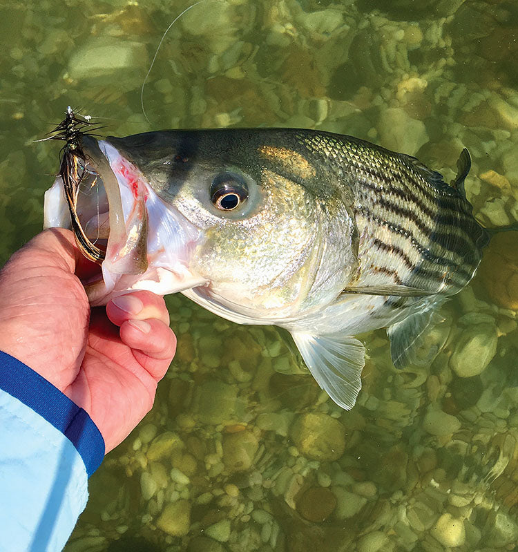 Skinny Water… and Fat Striped Bass by Angelo Peluso – Flyfishing