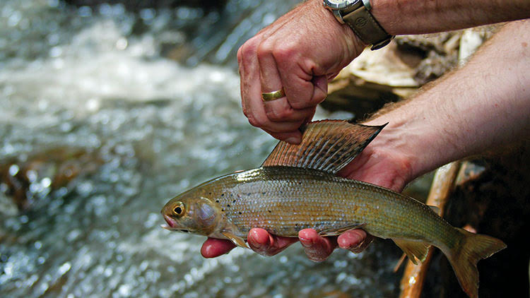 grayling fishing fly