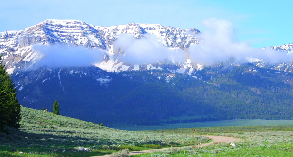 trout fishing wyoming montana idaho cutthroat rainbow