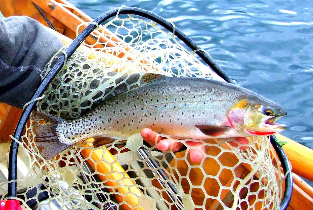 trout fishing henrys lake montana snake idaho river