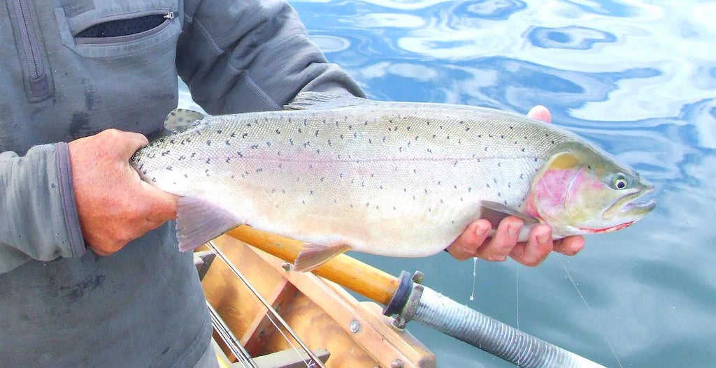 trout rainbow cutthroat fishing brook