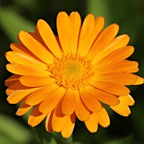 calendula flower orange