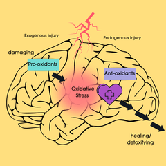 A graphic showing how oxidative stress damages the brain and antioxidants like melatonin can help mitigate that