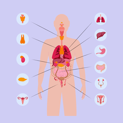  An illustration of the human body depicting the various systems melatonin affects: brain, cardiovascular, skeletal, immune, reproductive