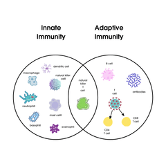 A graph illustrating Innate vs Acquired immunity