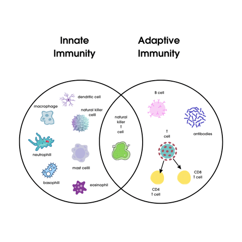 A graphic depicting parts of the innate and adaptive immune system