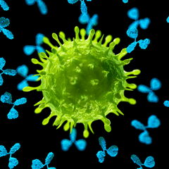 A microscopic close-up of blue-colored petal-shaped antibodies attacking a lime-green-colored globular virus. 