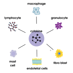 An illustration that depicts how cytokines control immune system cells such as macrophages, granulocytes, lymphocytes, mast cells, endothelial cells and fibro blasts.
