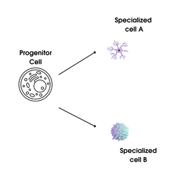 An illustration depicting how progenitor cells can turn into specialized cells, with a black and white progenitor cell on the left and an arrow pointing to a purple tendrilled specialized cell A on the upper right and another arrow pointing to a purple-green globular specialized cell B on the lower right. 