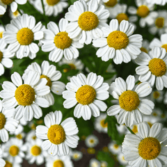 Chamomile flowers with white petals and yellow anthers