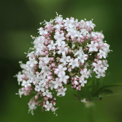 A valerian plant with white and pink petals on a green stem