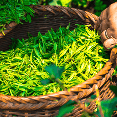 A woven basket containing green tea leaves that contain L-theanine