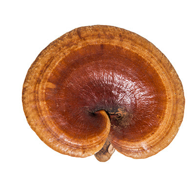  reishi 