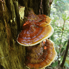 reishi mushroom growing on tree