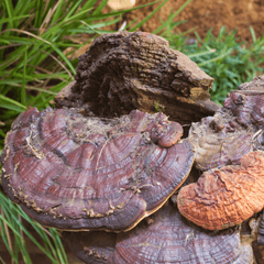 Reddish-brown reishi mushrooms growing on a log in the wild with grass in the background