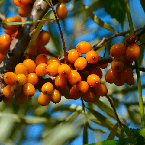 Yellow Sea Buckhorn berry on a branch