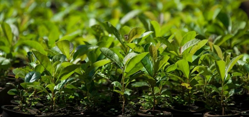 Ilex Paraguariensis arbre