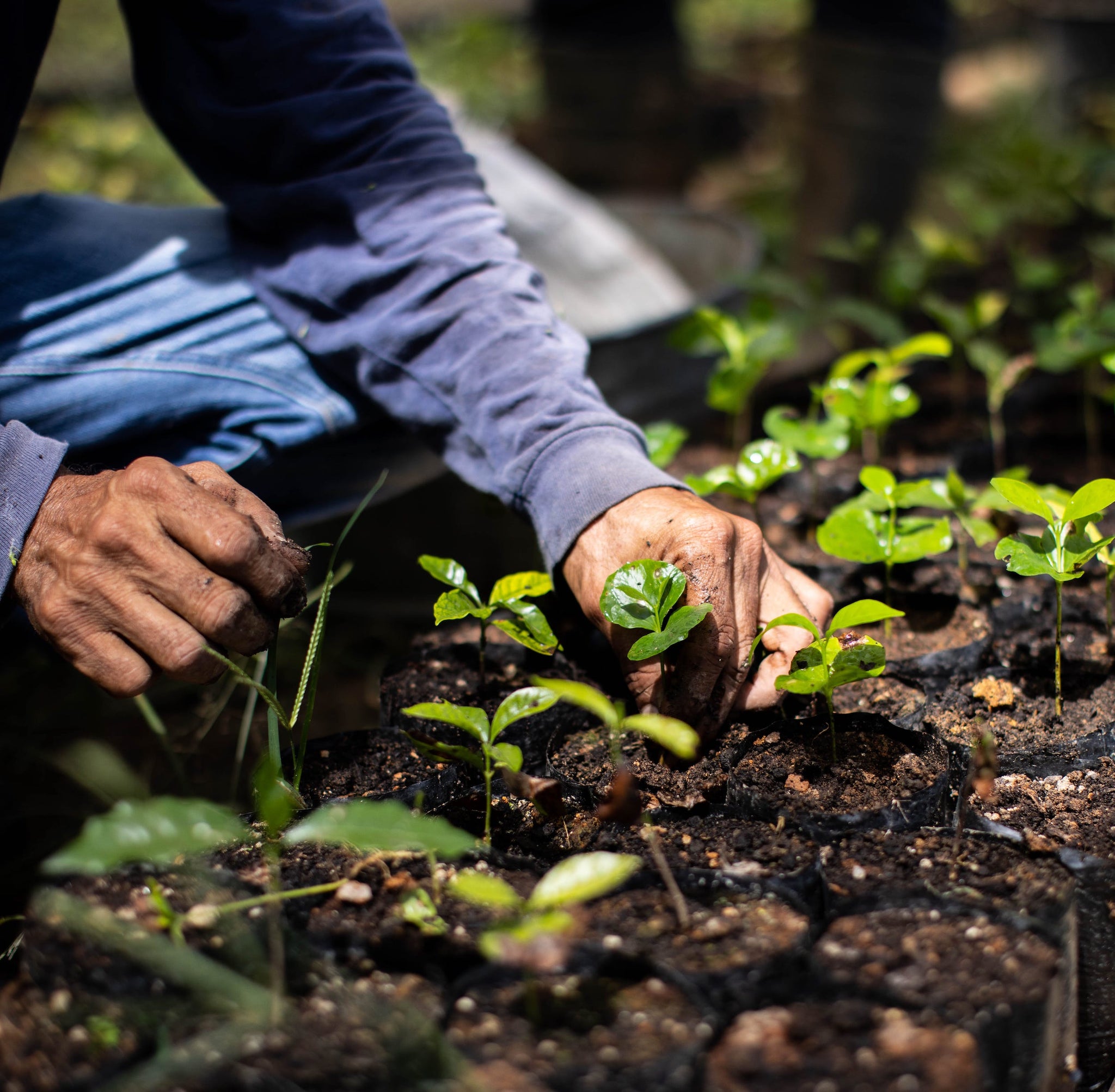 Cultivating plants on the farm