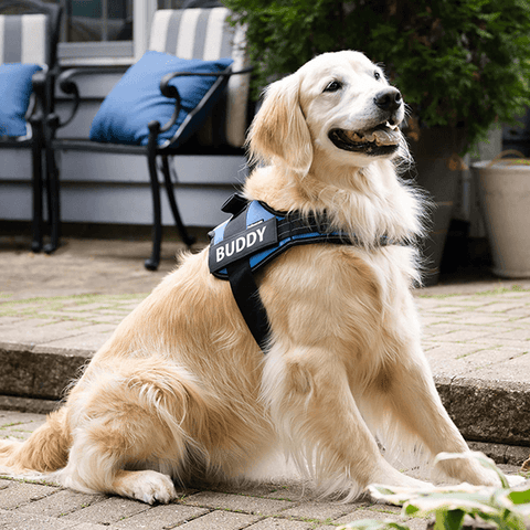 Customized No Pull Dog Harness 2.0 | PetSwag