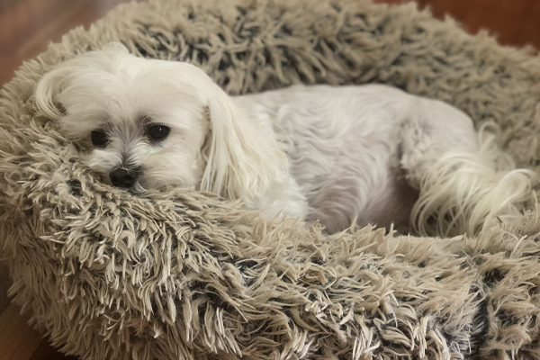 Anxiety Calming Pet Bed