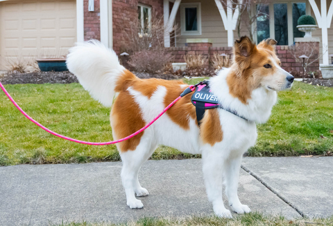 Customized Anti-Choking Dog Harness from PetSwag