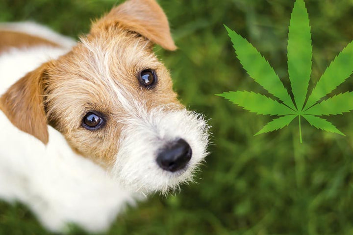 can cbd oil help dogs with allergy relief