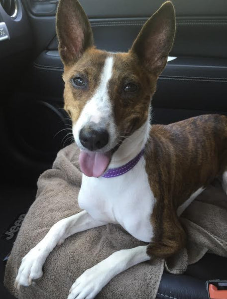 brown and white basenji dog Bailey sitting in car smiling with tongue out
