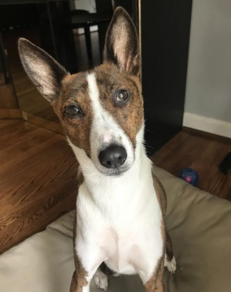 brown and white basenji dog Bailey sitting with head tilted left
