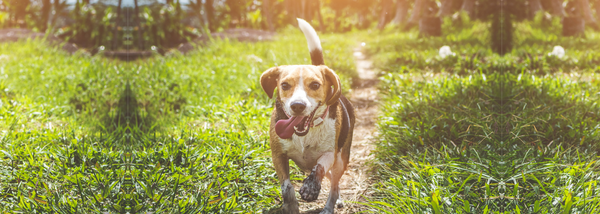 dog walking through pasture