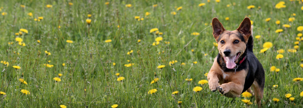 dog running in the flowers