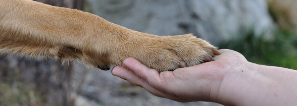 dog and human holding hand