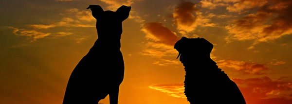 two dogs looking at the sunset