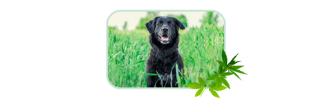 hemp oil for pancreatitis in dogs
