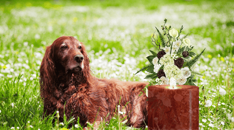 Old dog needing hospice care