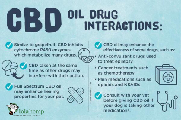CBD oil drug interactions, lolahemp for pets information