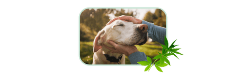 is hemp oil good for dogs with cushing's?