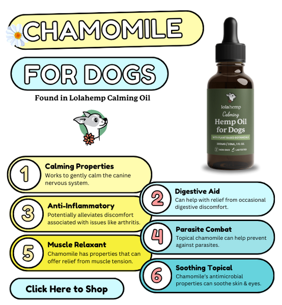 chamomile found in lolahemp calming oil
