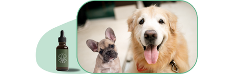 Understanding Hemp Oil for Dogs