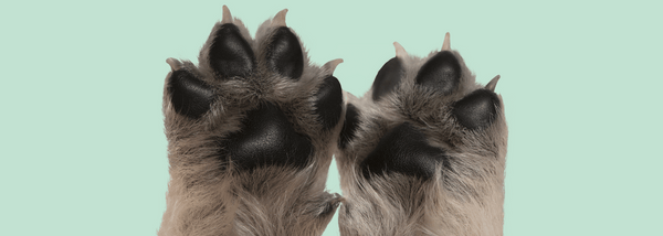 image of a small dog's paws