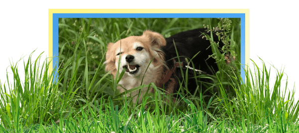 image of a dog eating grass