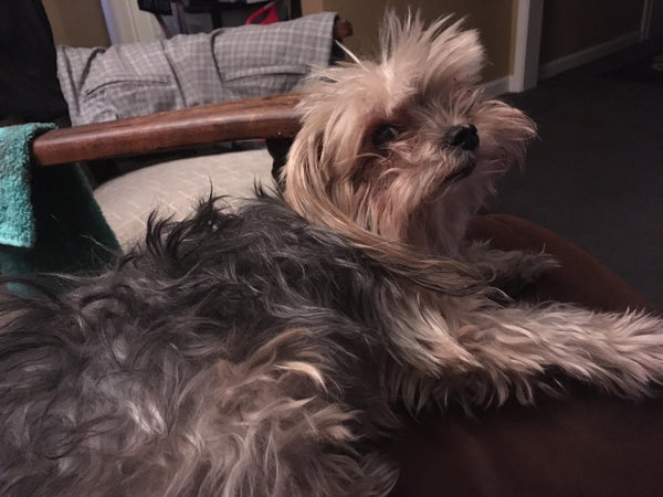 Fifi the yorkie laying down on bed